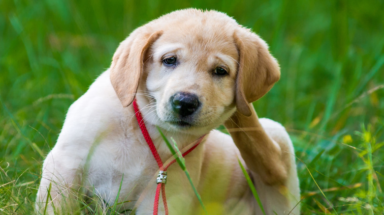 Puppy scratching his ear due to an allergic reaction