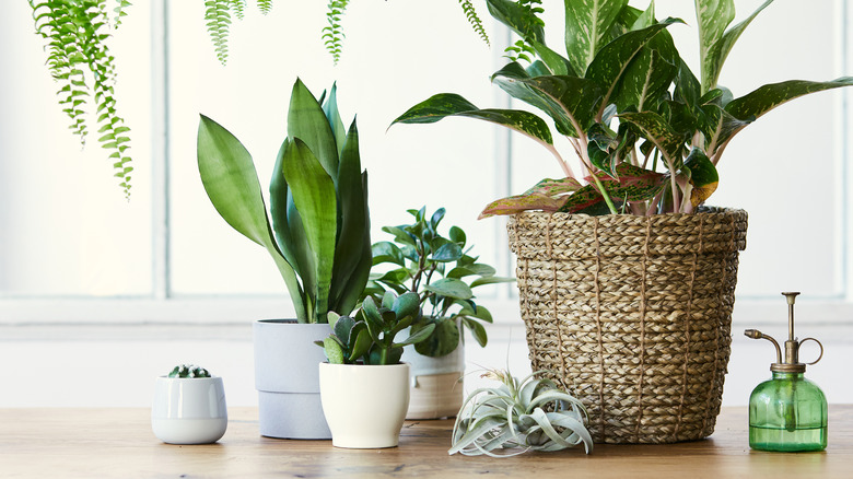 A series of house plants