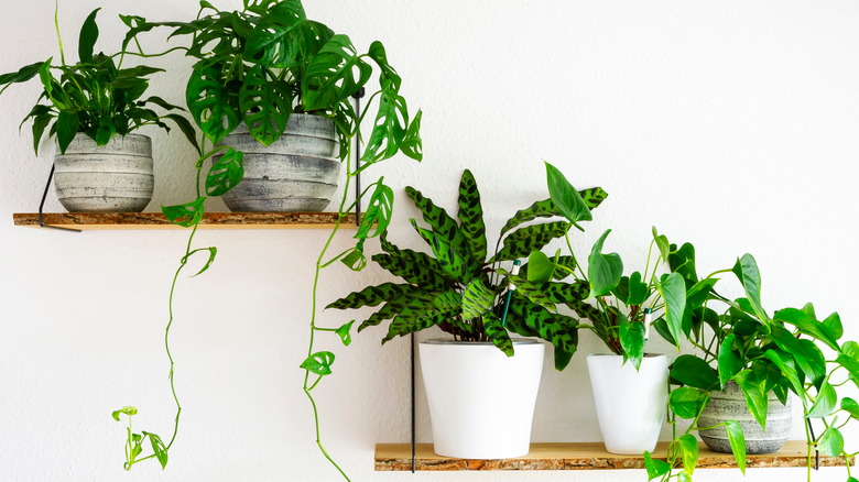 House plants sitting on wall shelves
