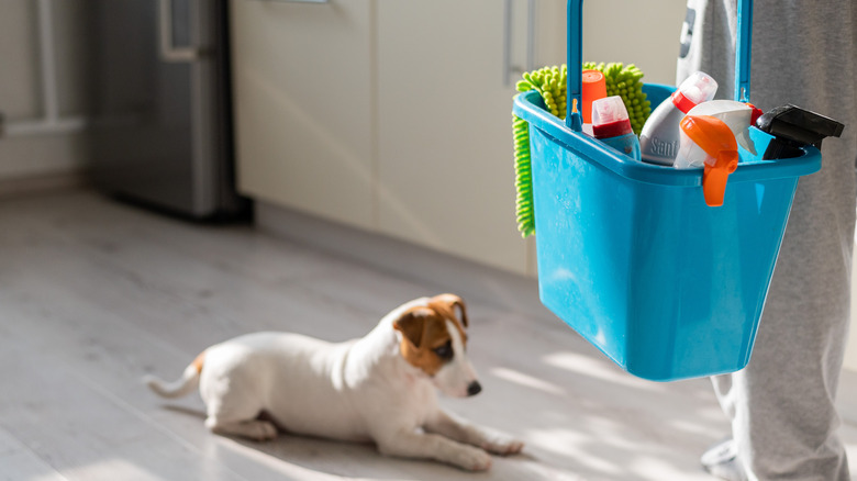 Jack Russell with cleaning supplies