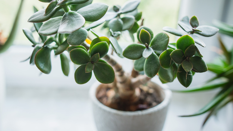 Houseplant sitting in gray pot