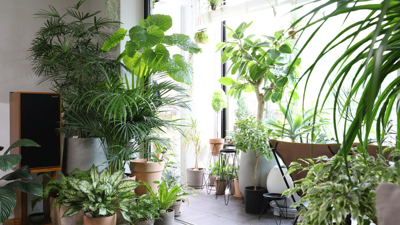 Houseplants