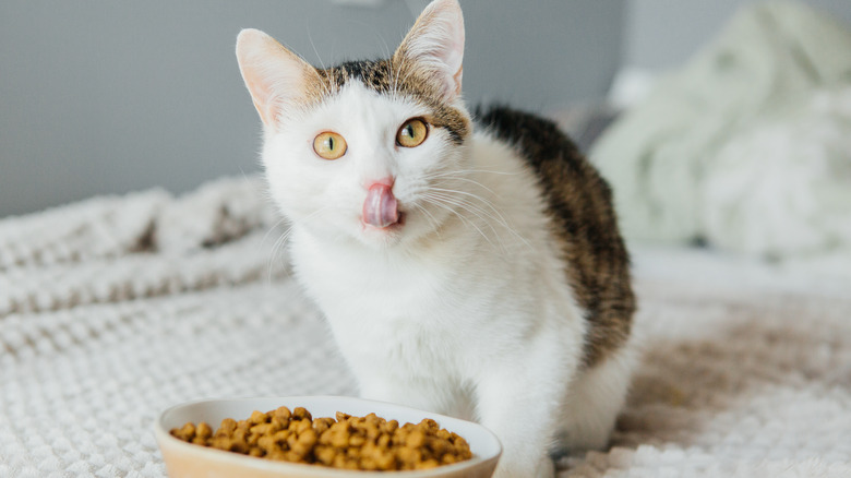 cat eating from a bowl