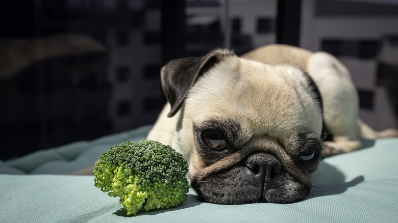 Dog with broccoli on bed