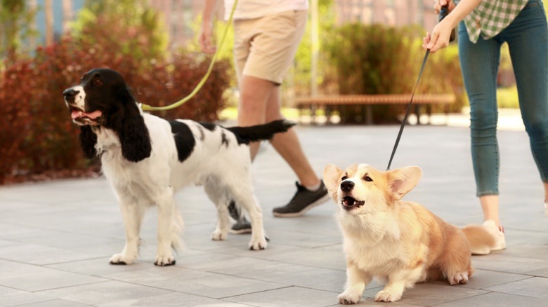 City dog walkers