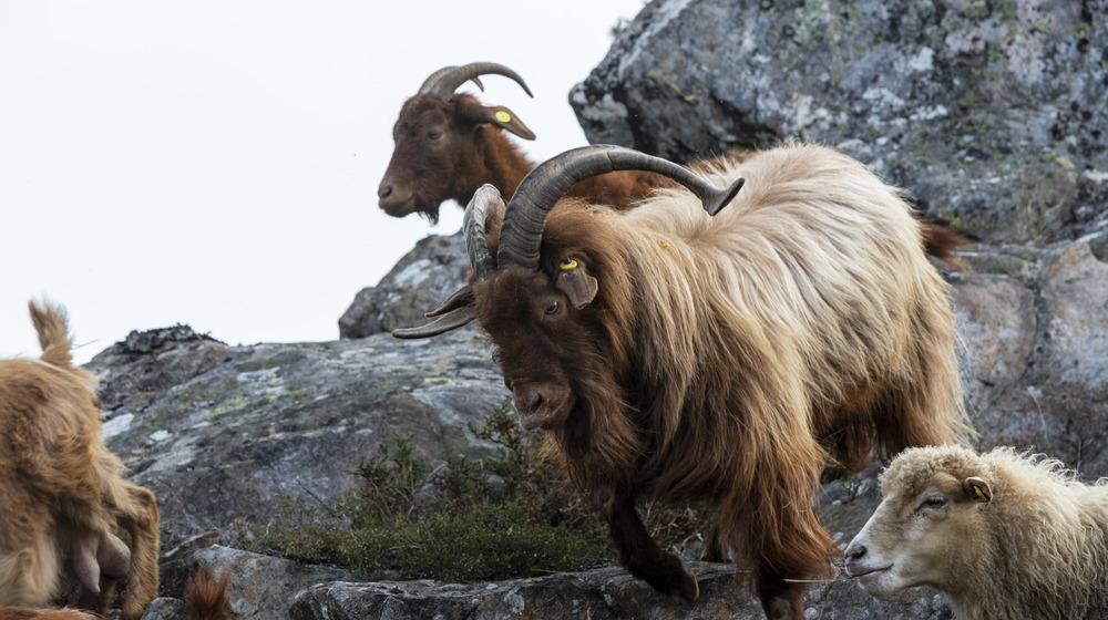 Brown long-haired goats on cliff