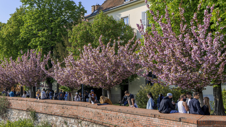 People gathering underneath cherry blossoms