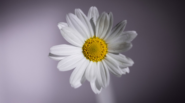  white daisy