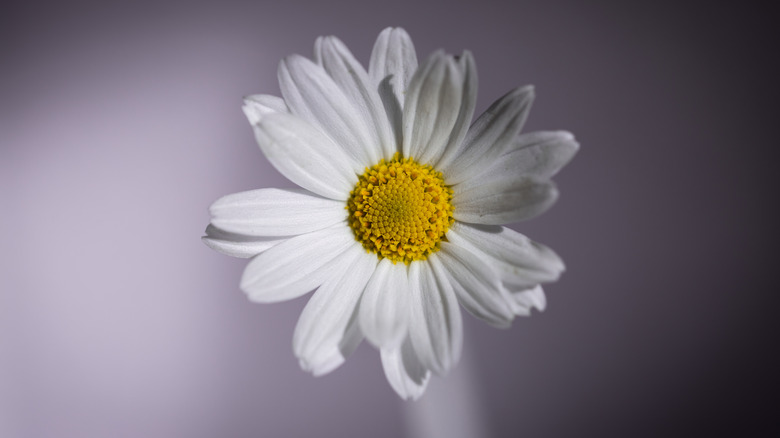 40 Black And White Daisy Tattoos