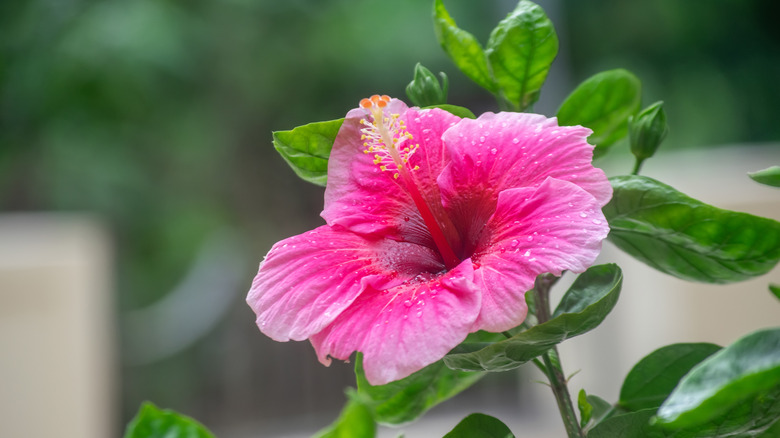 Hibiscus flower