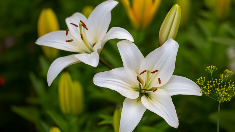 Two white lilies among leaves