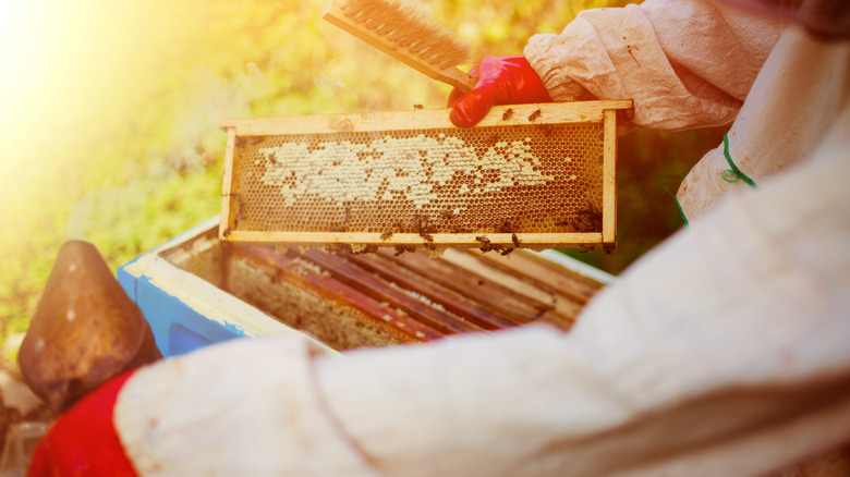 Bee keeper at a hive