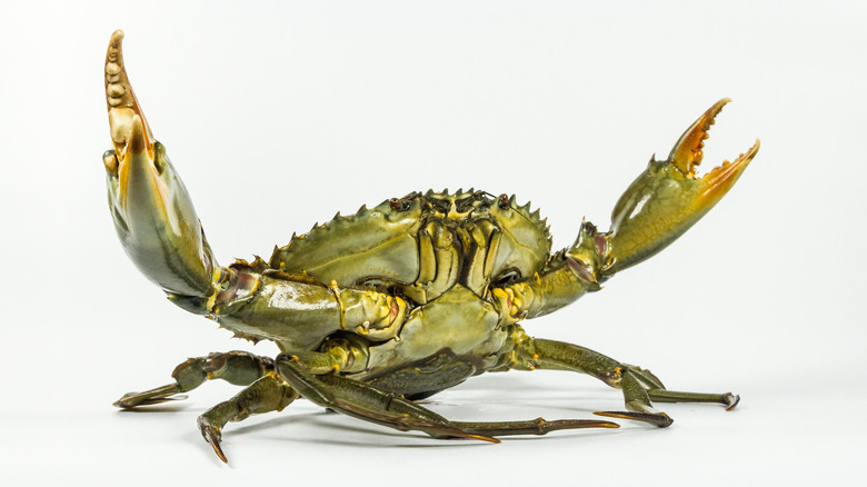 Crab waving claws