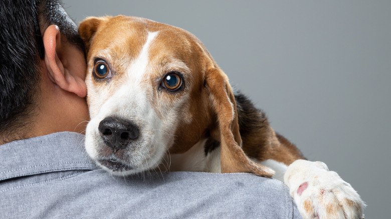 Beagle clinging to man's shoulder