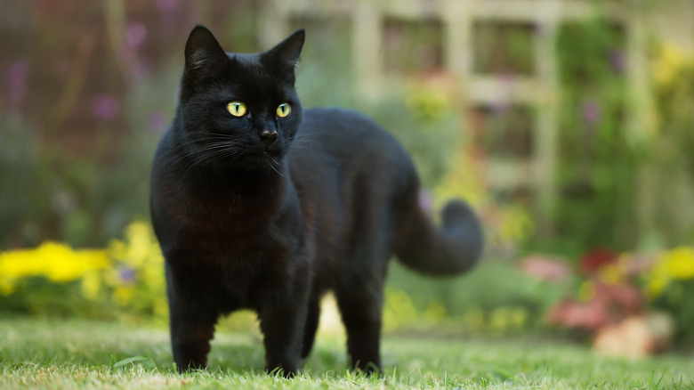 Black cat in the grass