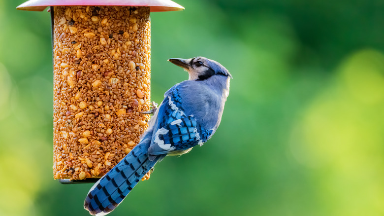 Blue Jay on a bird feeder