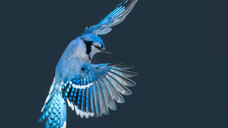 Here's What It Really Means When You See A Blue Jay
