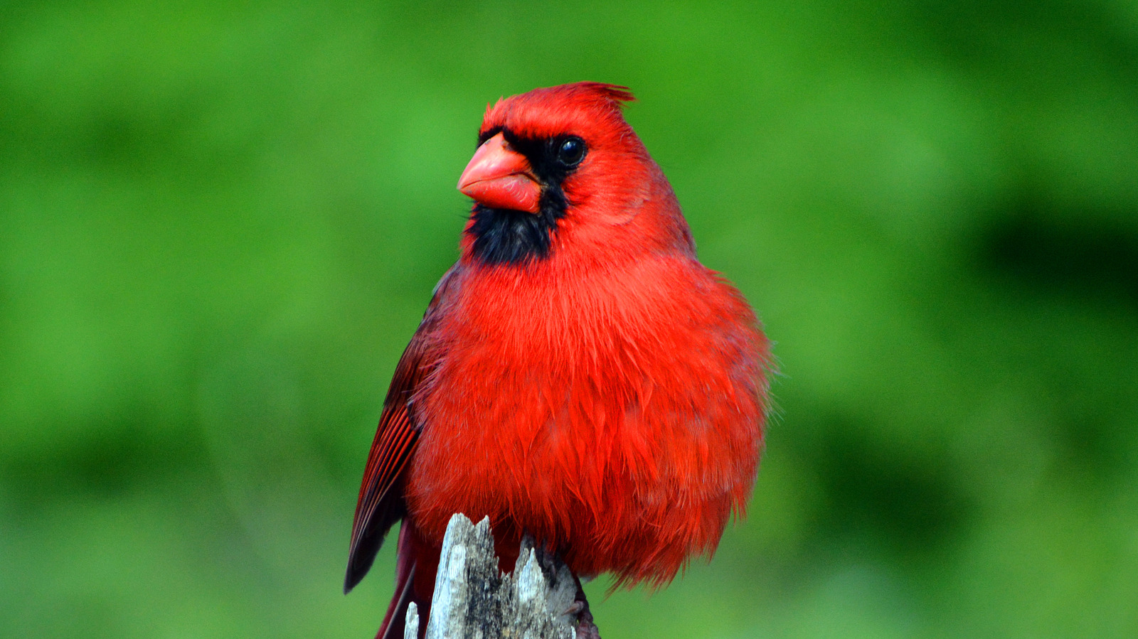 what does a visit from a cardinal bird mean