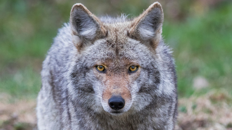 Here's What It Really Means When You See A Coyote