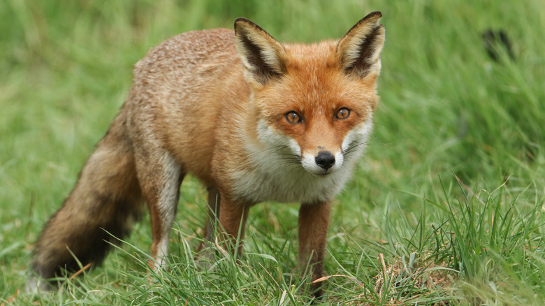 Red fox standing in grass