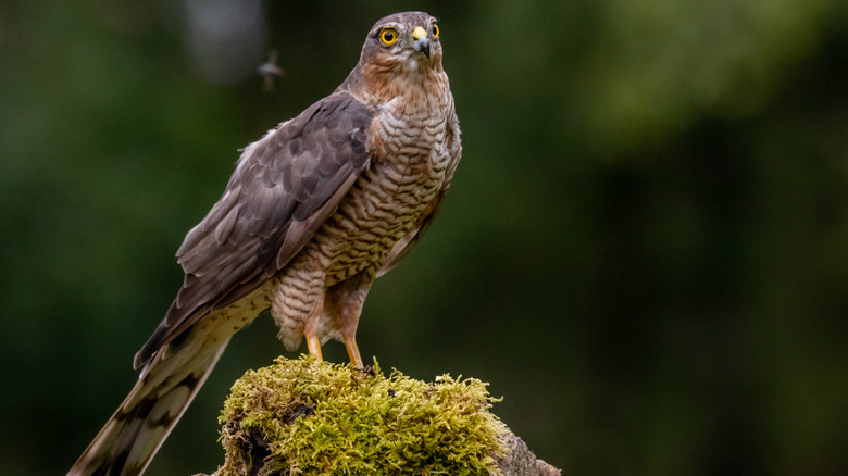 Hawk Symbolism & Spiritual Meanings Of Hawk Spirit Animal