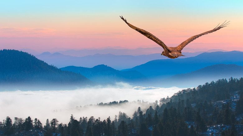 Red-tailed hawk symbolism