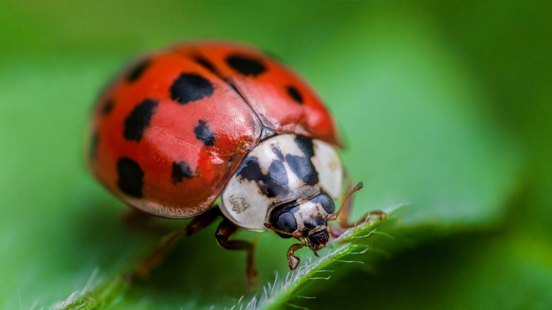 Ladybug eating leaf