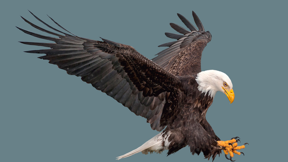 A bald eagle in flight 