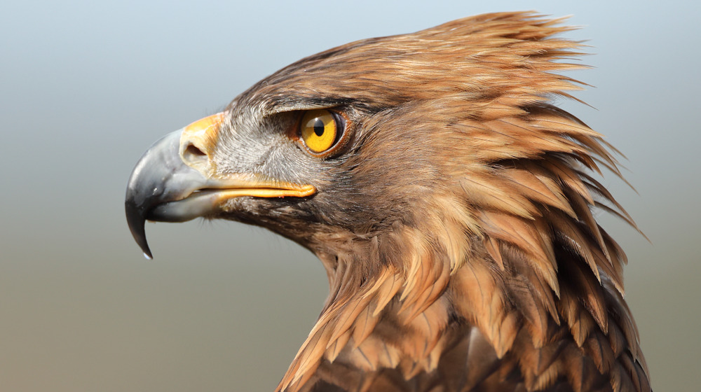 A golden eagle 