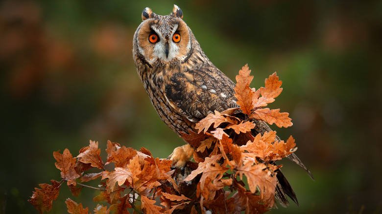 Owl on tree branch with orange leaves