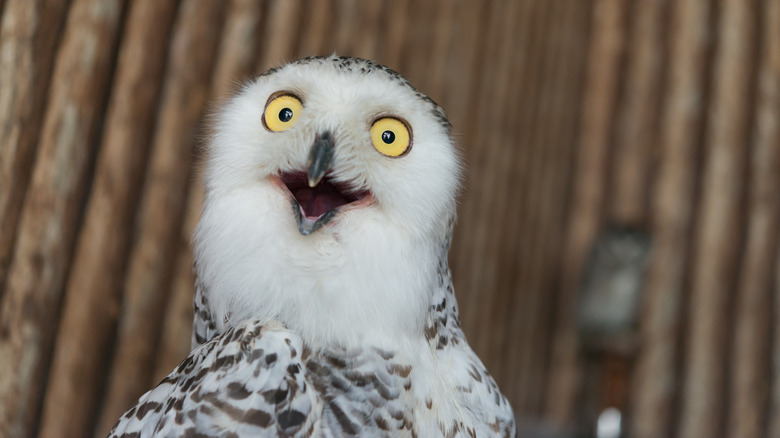 Snowy owl with "surprised" look