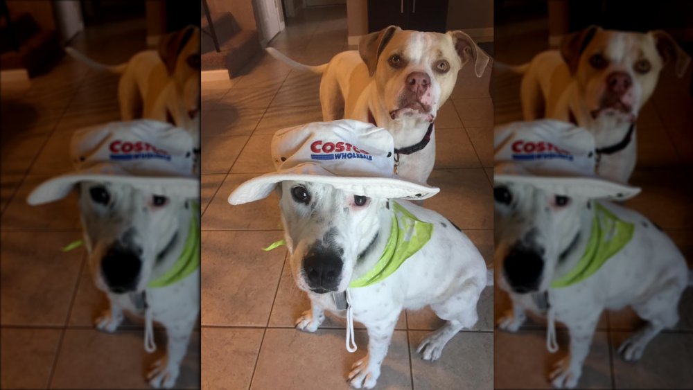 Dog in Costco hat