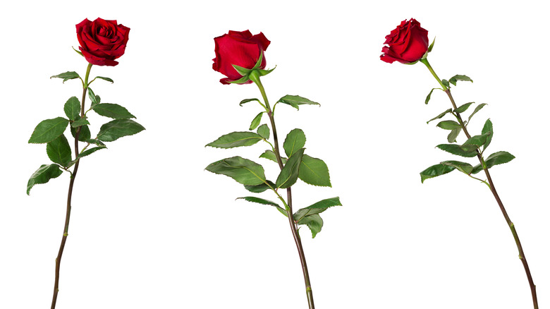 Three long-stemmed red roses