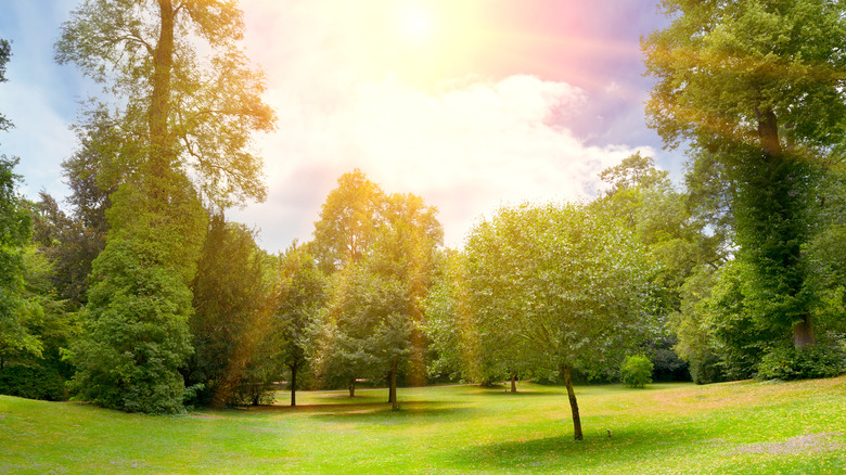 Sunny day in the park 