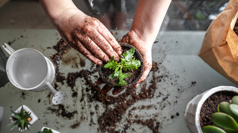 Person holding a potted plant with dirt