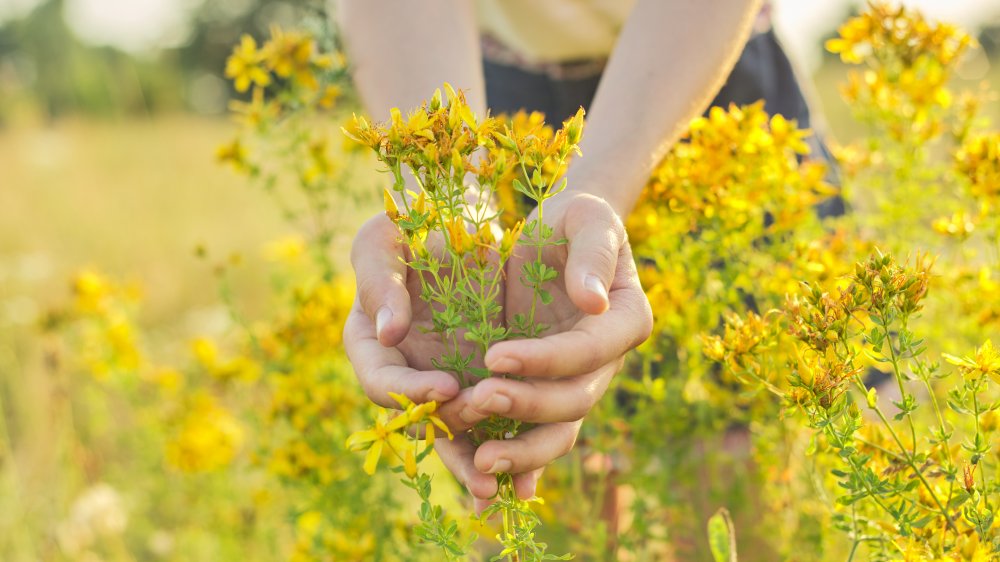 St. John's Wort