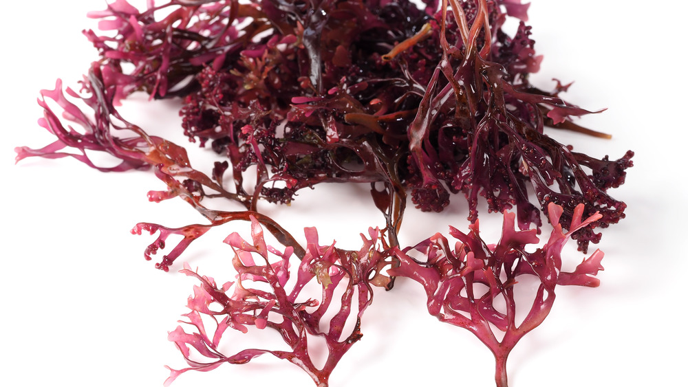 Red Irish moss on a white background