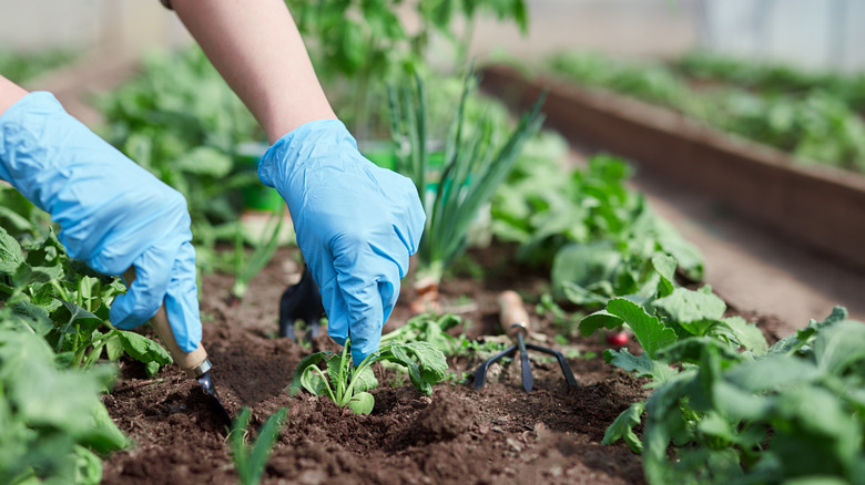 Gardening