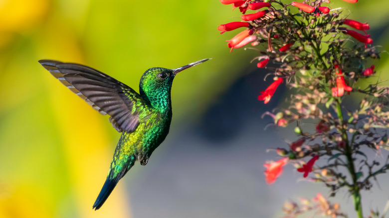 hummingbird by flower