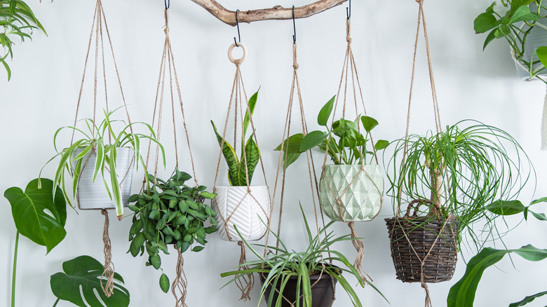 Houseplants hang in macrame hangers in a row.