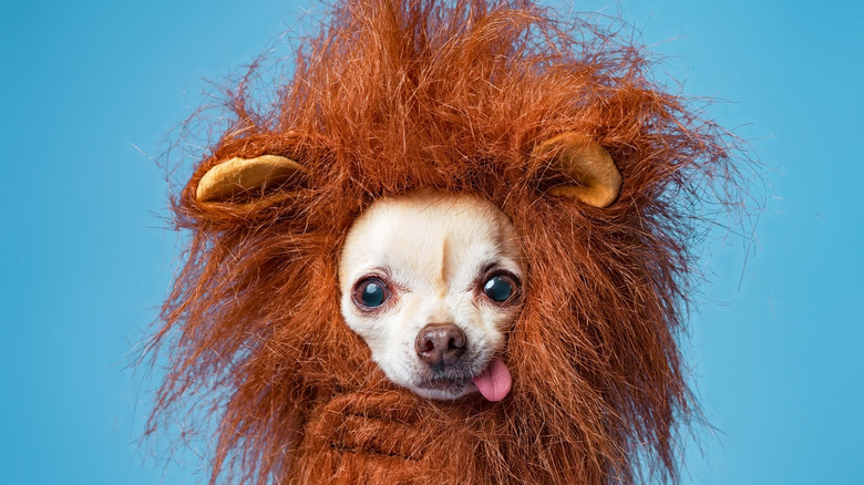 Chihuahua in a lion costume