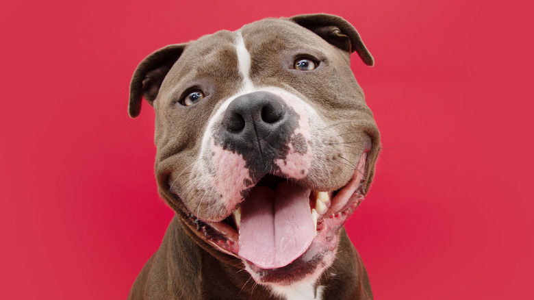 Pitbull with tongue out