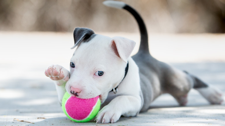 Pitbull puppy with tennis ball