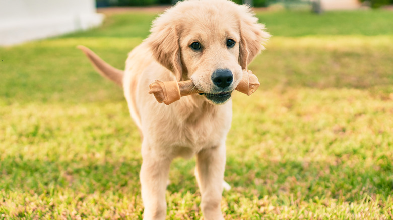Dog with bone
