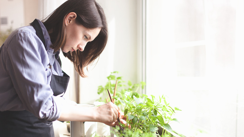 Woman working at an indoor garden