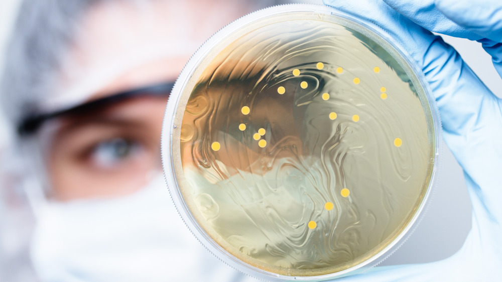 Scientist in lab with petri dish