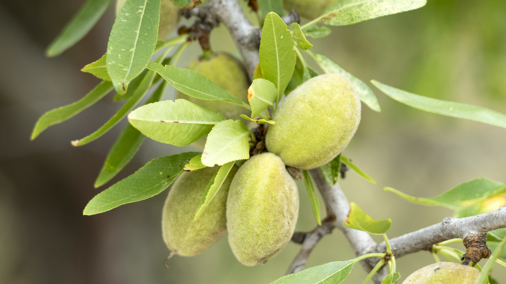 Young almonds growing on tree