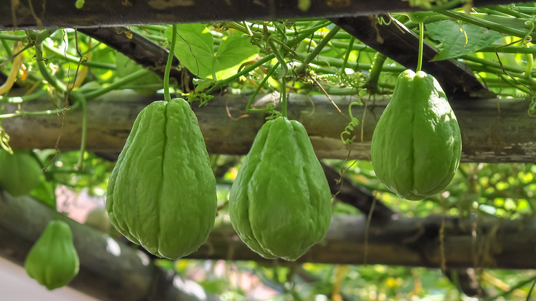 Three chayote growing on a vine