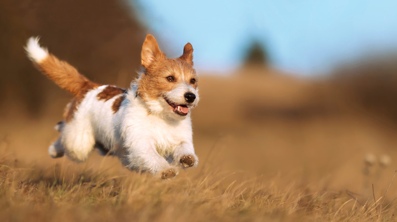 small dog running