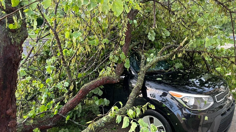 fallen trees on Dave Marrs' truck